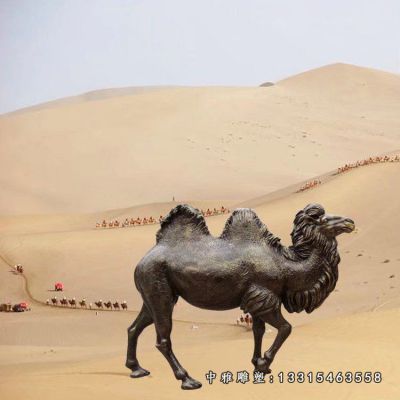 铜雕景区骆驼